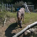 호텔 Agriturismo Amandolo