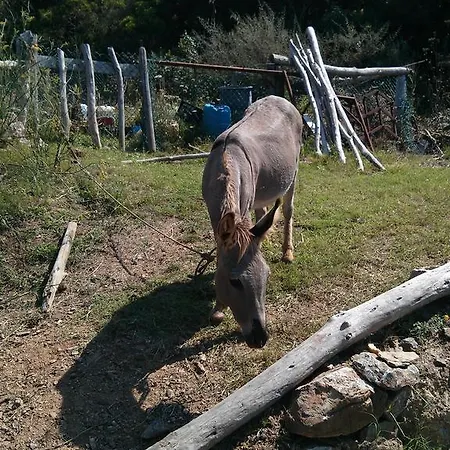 Alojamento de Turismo Rural Agriturismo Amandolo