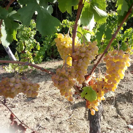 Agriturismo Amandolo